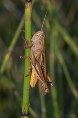 Eyprepocnemis plorans