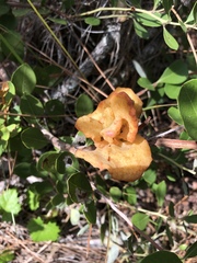 Exobasidium ferrugineae