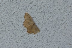 Idaea emarginata