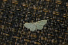 Idaea sylvestraria