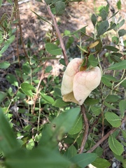 Exobasidium ferrugineae