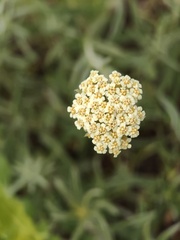 (c) xulescu_g, some rights reserved (CC BY-SA) Achillea ochroleuca, photograph (c) xulescu_g, some rights reserved (CC BY-SA)