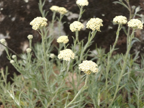 Achillea ochroleuca, photograph 6