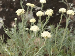 Achillea ochroleuca, photograph (c) xulescu_g, some rights reserved (CC BY-SA)