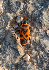 Pyrrhocoris apterus