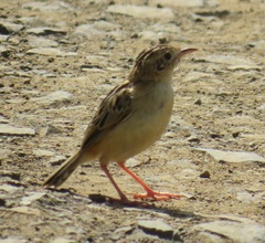 Cisticola juncidis terrestris