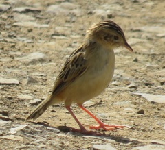 Cisticola juncidis terrestris