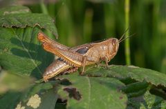 Eyprepocnemis plorans