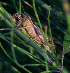 Eyprepocnemis plorans