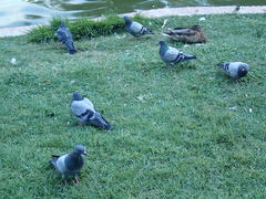 Columba livia domestica