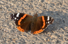 Vanessa atalanta