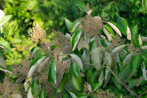 Miconia argentea - Whole tree