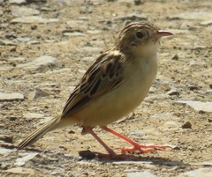 Cisticola juncidis terrestris
