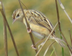 Cisticola juncidis terrestris