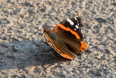 Vanessa atalanta