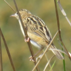 Cisticola juncidis terrestris