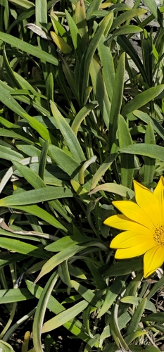 Image of Gazania rigens by (c) froggymum, some rights reserved (CC BY)
