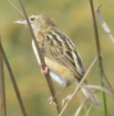 Cisticola juncidis terrestris