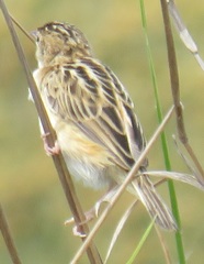 Cisticola juncidis terrestris