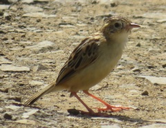 Cisticola juncidis terrestris