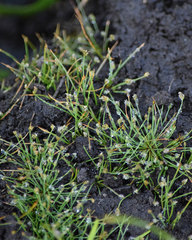Eleocharis bella