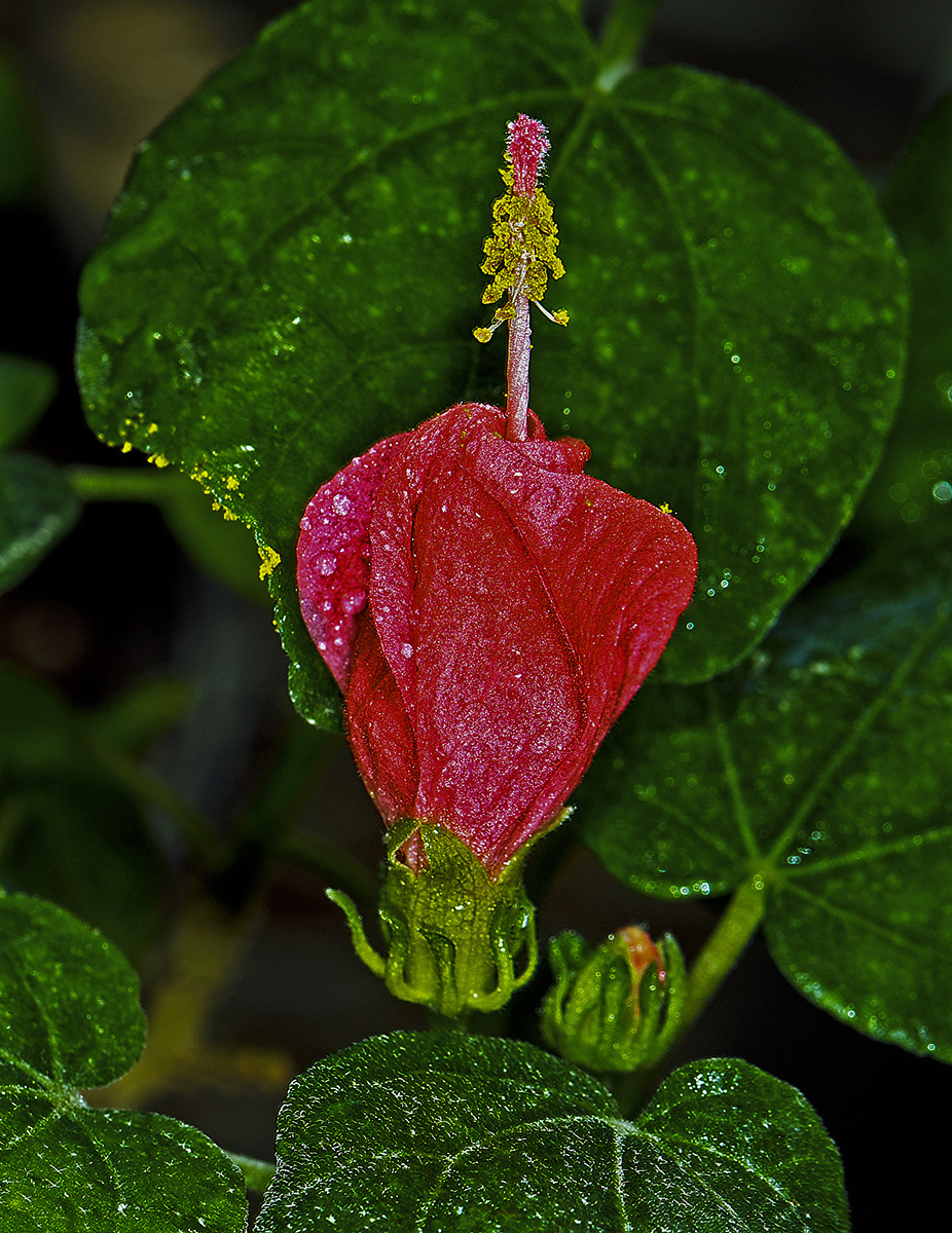 Malvaviscus arboreus var. drummondii