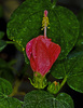 Drummond Wax Mallow - Photo (c) mediocre, some rights reserved (CC BY-NC), uploaded by mediocre