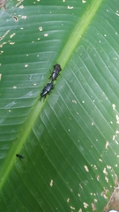 Odoiporus longicollis