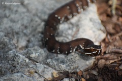 Agkistrodon russeolus