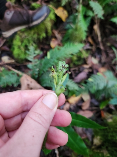 Habenaria samoensis