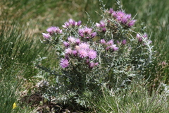 Carduus carlinoides