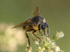 Bombus handlirschi