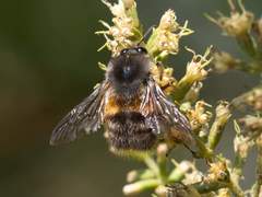 Bombus handlirschi