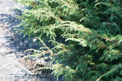 Juniperus communis depressa