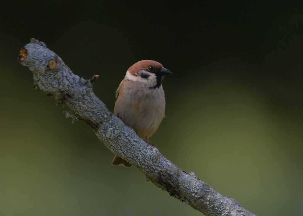 Moineau friquet