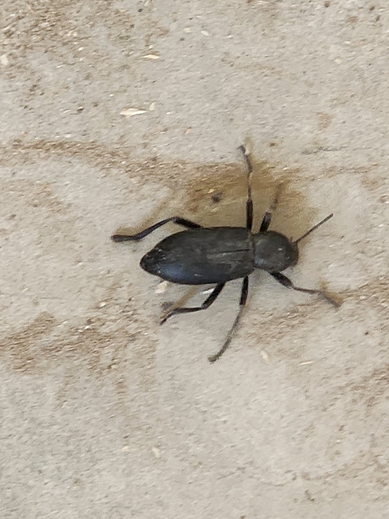 Eleodes nigrina