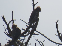 Urocolius indicus transvaalensis