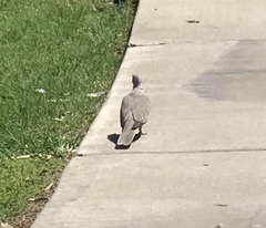Streptopelia decaocto