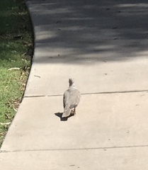 Streptopelia decaocto
