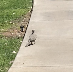 Streptopelia decaocto