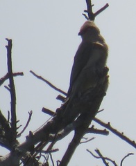 Urocolius indicus transvaalensis