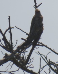 Urocolius indicus transvaalensis