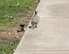 Streptopelia decaocto