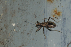 Himacerus
