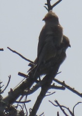 Urocolius indicus transvaalensis