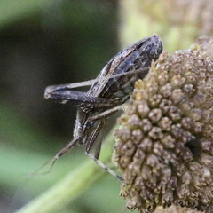 Phytocoris varipes
