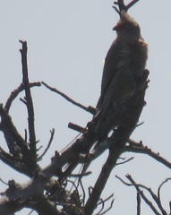 Urocolius indicus transvaalensis