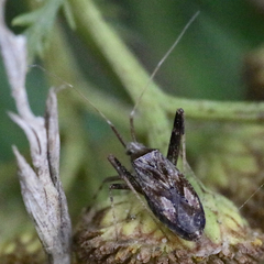 Phytocoris varipes