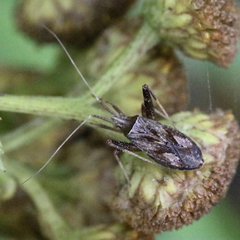 Phytocoris varipes