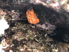 Tubastraea